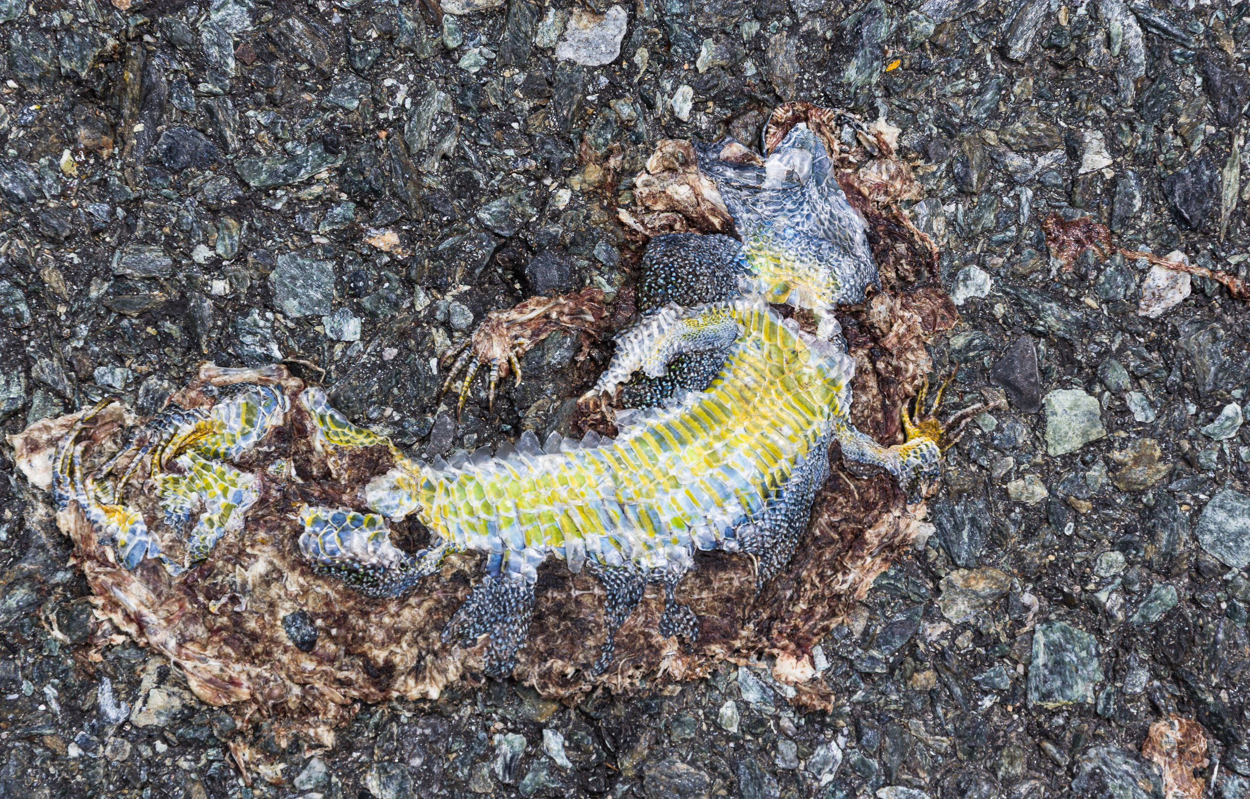 Vertrocknete Eidechse auf dem heißen Asphalt